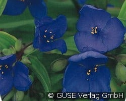 Dreimasterblume (Stauden für Beete, Rabatten & Schnitt) Bild der Staude 'Dreimasterblume' (Tradescantia Andersoniana-Hybride)