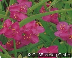Dreimasterblume (Stauden für Beete, Rabatten & Schnitt) Bild der Staude 'Dreimasterblume' (Tradescantia Andersoniana-Hybride)