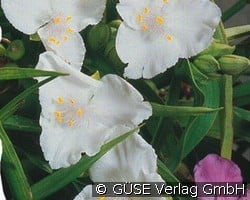 Dreimasterblume (Stauden für Beete, Rabatten & Schnitt) Bild der Staude 'Dreimasterblume' (Tradescantia Andersoniana-Hybride)