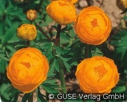Trollblume (Stauden für Beete, Rabatten & Schnitt) Bild der Staude 'Trollblume' (Trollius -Hybride 'Orange Globe')