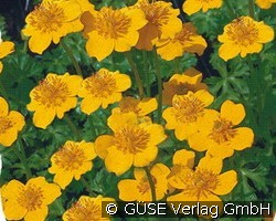 Zwerg-Trollblume (Stauden für Steingärten & Trockenmauern) Bild der Staude 'Zwerg-Trollblume' (Trollius pumilus)