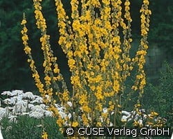 Königskerze (Stauden für Beete, Rabatten & Schnitt) Bild der Staude 'Königskerze' (Verbascum olympicum)