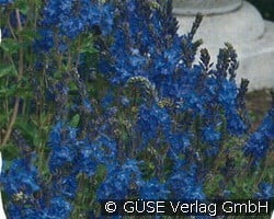 Ehrenpreis (Perennials for rockeries & drywalls) Picture of the perennial 'Ehrenpreis' (Veronica austriaca ssp. teucrium)