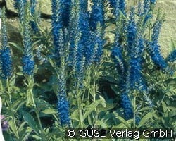 Ehrenpreis (Perennials for beds, border & cut) Picture of the perennial 'Ehrenpreis' (Veronica incana)