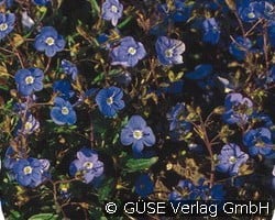 Ehrenpreis (Stauden für Steingärten & Trockenmauern) Bild der Staude 'Ehrenpreis' (Veronica peduncularis 'Georgia Blue')