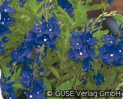 Liegender Ehrenpreis (Stauden für Steingärten & Trockenmauern) Bild der Staude 'Liegender Ehrenpreis' (Veronica prostrata)