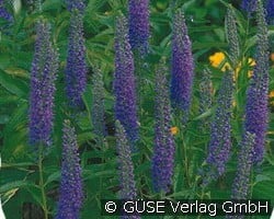 Blauer Ehrenpreis (Stauden für Beete, Rabatten & Schnitt) Bild der Staude 'Blauer Ehrenpreis' (Veronica spicata)