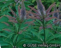 Kandelaber-Ehrenpreis (Stauden für Beete, Rabatten & Schnitt) Bild der Staude 'Kandelaber-Ehrenpreis' (Veronica virginica)