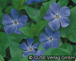 Großes Immergrün (Stauden für Beete, Rabatten & Schnitt) Bild der Staude 'Großes Immergrün' (Vinca major)