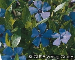 Immergrün (Stauden für Beete, Rabatten & Schnitt) Bild der Staude 'Immergrün' (Vinca minor)