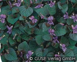 Labrador-Veilchen (Wildstauden) Bild der Staude 'Labrador-Veilchen' (Viola labradorica)