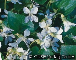 Pfingst-Veilchen (Stauden für Steingärten & Trockenmauern) Bild der Staude 'Pfingst-Veilchen' (Viola sororia 'Freckels')