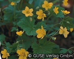 Waldsteinie (Stauden für Beete, Rabatten & Schnitt) Bild der Staude 'Waldsteinie' (Waldsteinia geoides)