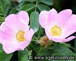 Rosa canina (Wildrose) Bild der Rose 'Rosa canina' (Wildrose)