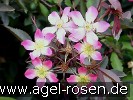 Bild der Rose 'Rosa glauca' (Wildrose)