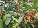 Rosa glauca (Wildrose) Bild der Rose 'Rosa glauca' (Wildrose)