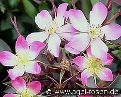 Rosa glauca (Wildrose) Bild der Rose 'Rosa glauca' (Wildrose)