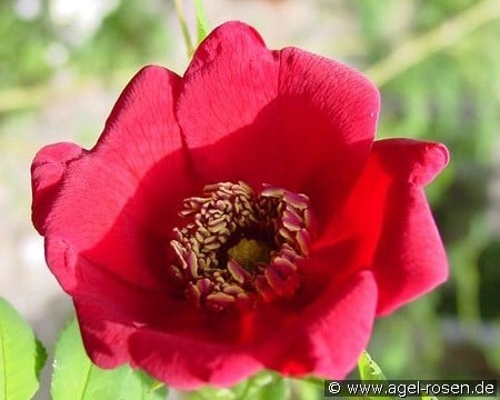 Rosa moyesii (Wildrose) Bild der Rose 'Rosa moyesii' (Wildrose)