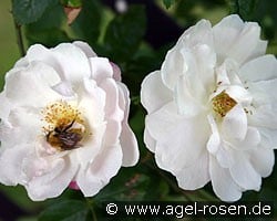 Rosa multiflora (Wildrose) Bild der Rose 'Rosa multiflora' (Wildrose)