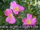 Bild der Rose 'Rosa nitida' (Wildrose)