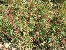 Rosa nitida (Wildrose) Bild der Rose 'Rosa nitida' (Wildrose)