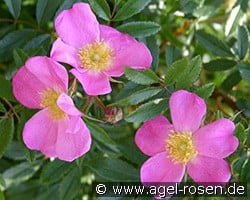 Rosa nitida (Wildrose) Bild der Rose 'Rosa nitida' (Wildrose)