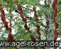 Bild der Rose 'Rosa omeiensis pteracantha' (Wildrose)