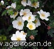 Bild der Rose 'Rosa omeiensis pteracantha' (Wildrose)