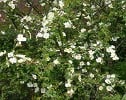 Rosa omeiensis pteracantha (Wildrose) Bild der Rose 'Rosa omeiensis pteracantha' (Wildrose)