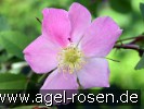 Bild der Rose 'Rosa pendulina' (Wildrose)