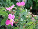 Rosa pendulina (Wildrose) Bild der Rose 'Rosa pendulina' (Wildrose)