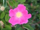 Rosa pendulina (Wildrose) Bild der Rose 'Rosa pendulina' (Wildrose)