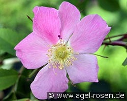 Rosa pendulina (Wildrose) Bild der Rose 'Rosa pendulina' (Wildrose)