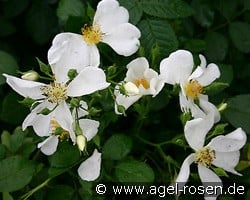 Rosa repens 'Alba' (Wildrose) Bild der Rose 'Rosa repens 'Alba'' (Wildrose)