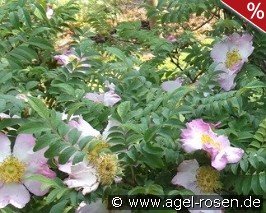 Rosa roxburghii f. normalis