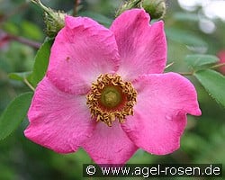 Rosa sweginzowii 'Macrocarpa' (Wildrose) Bild der Rose 'Rosa sweginzowii 'Macrocarpa'' (Wildrose)