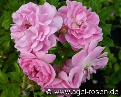 Rosa virginiana (Wildrose) Bild der Rose 'Rosa virginiana' (Wildrose)