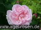 Bild der Rose 'Fantin Latour' (Zentifolie)