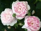 Fantin Latour (Zentifolie) Bild der Rose 'Fantin Latour' (Zentifolie)