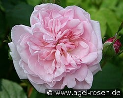 Fantin Latour (Zentifolie) Bild der Rose 'Fantin Latour' (Zentifolie)