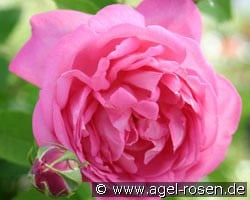 La Noblesse (Zentifolie) Bild der Rose 'La Noblesse' (Zentifolie)