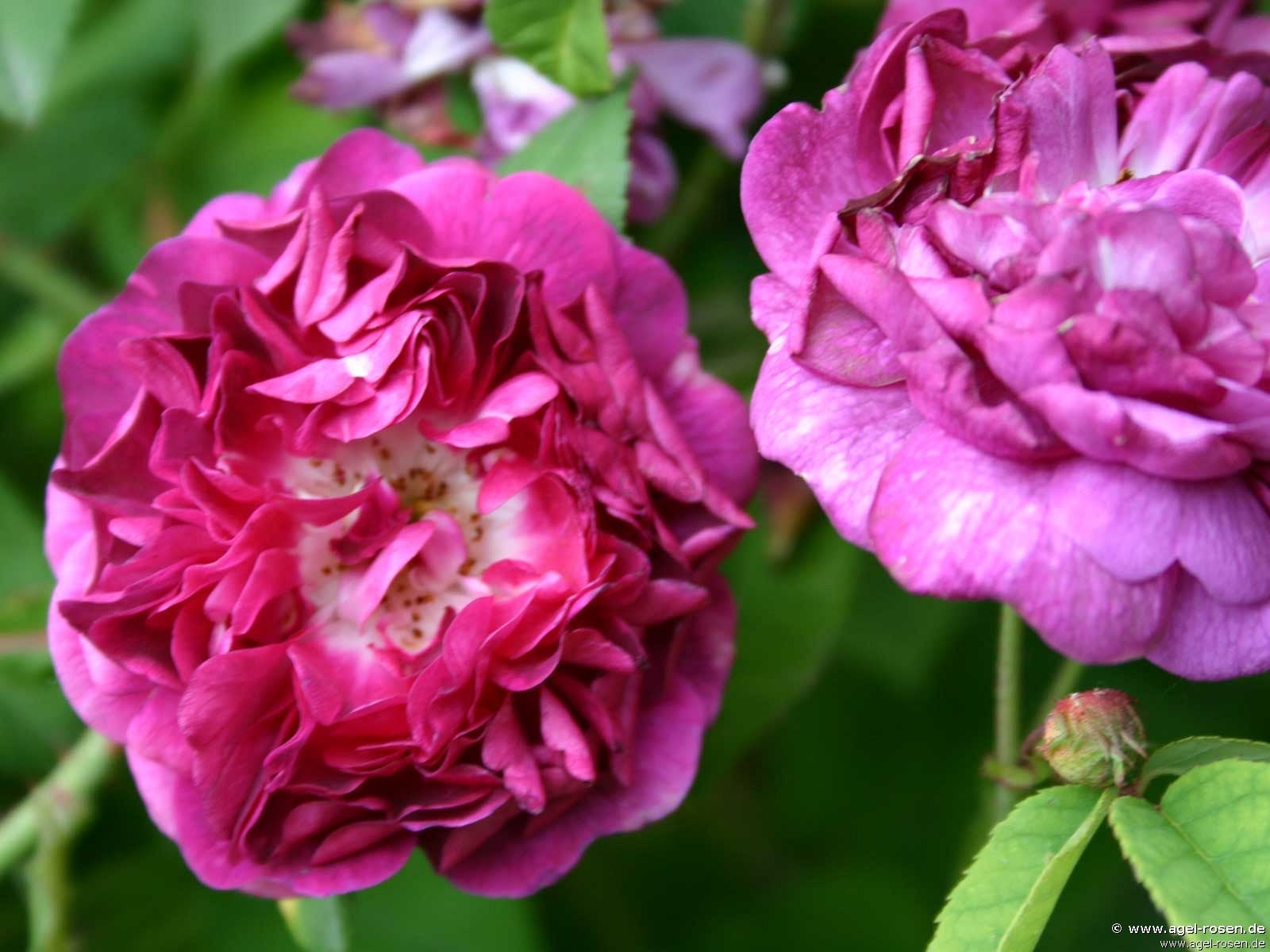 Bild der Rose 'Ombrée Parfaite (La Nagress)' (Zentifolie)