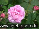 Bild der Rose 'Reine de Centfeuilles' (Zentifolie)