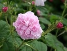 Reine de Centfeuilles (Zentifolie) Bild der Rose 'Reine de Centfeuilles' (Zentifolie)