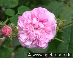Reine de Centfeuilles (Zentifolie) Bild der Rose 'Reine de Centfeuilles' (Zentifolie)