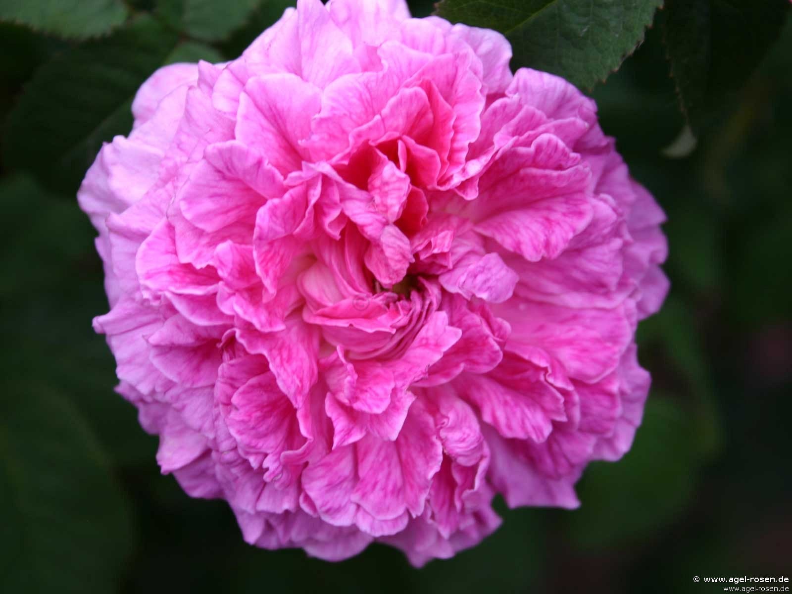 Bild der Rose 'Robert le Diable' (Zentifolie)