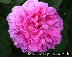 Robert le Diable (Zentifolie) Bild der Rose 'Robert le Diable' (Zentifolie)