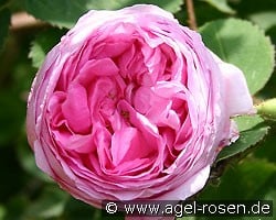 Rosa centifolia 'Cristata' (Zentifolie) Bild der Rose 'Rosa centifolia 'Cristata'' (Zentifolie)