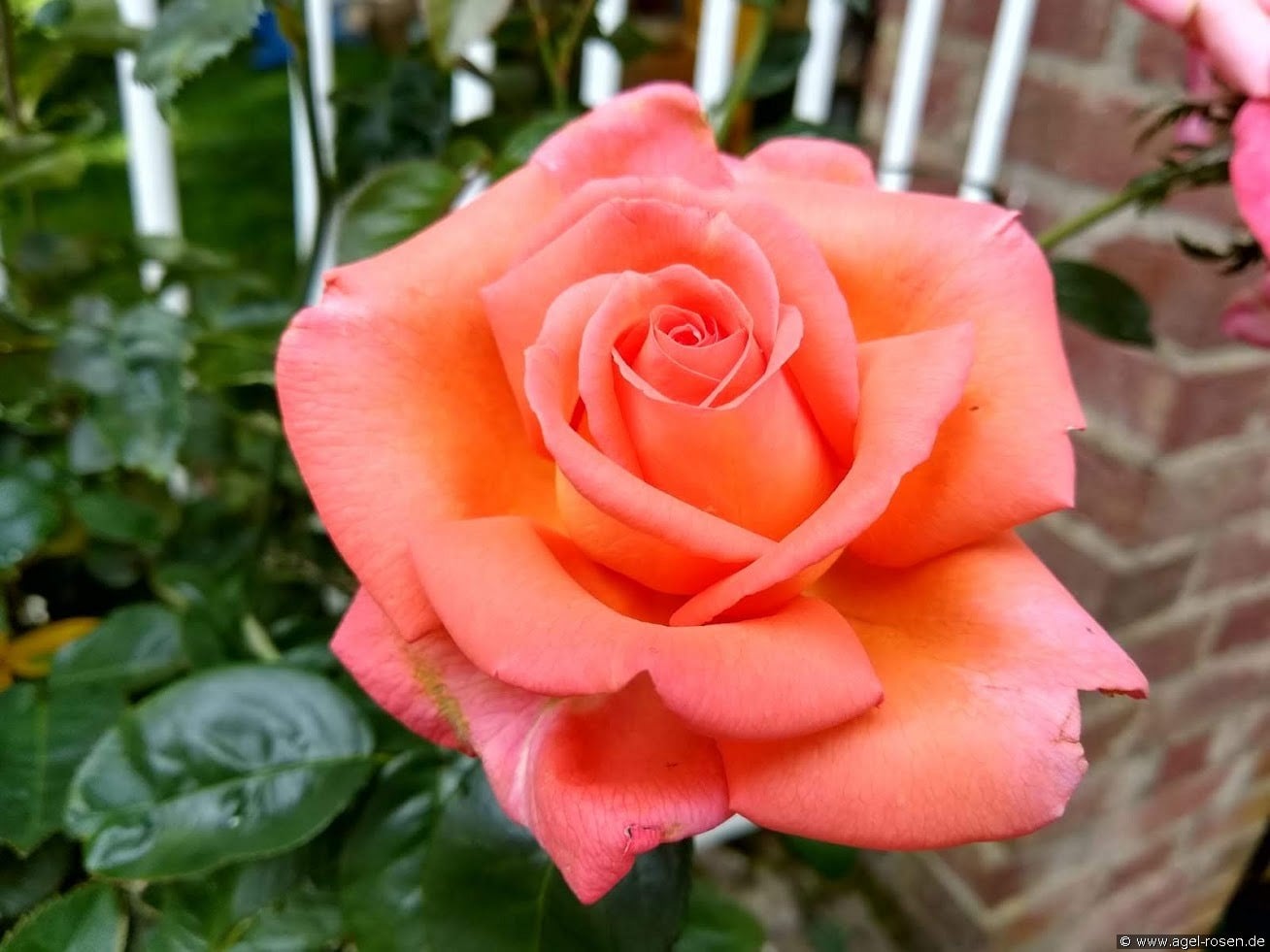 Rose des Peintres (Zentifolie) Bild der Rose 'Rose des Peintres' (Zentifolie)