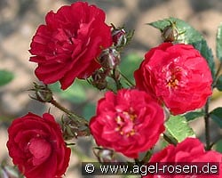 Alberich (Zwergrose) Bild der Rose 'Alberich' (Zwergrose)